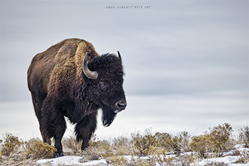 Great American Bison by Greg Sargent