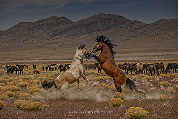 Wild Horses by Greg Sargent